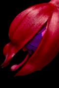 Fuchsia hybirds